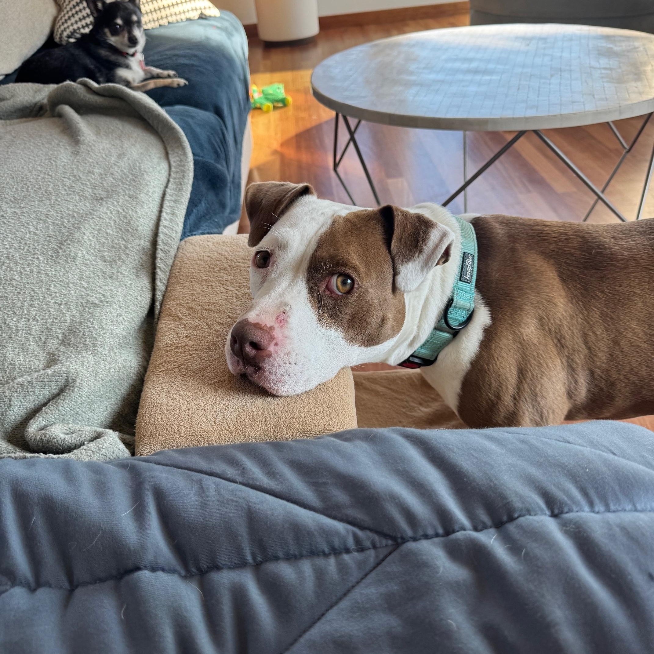 Enlarge Baby Bop, a Adopted mixed breed in Kensington, CA image 4/4