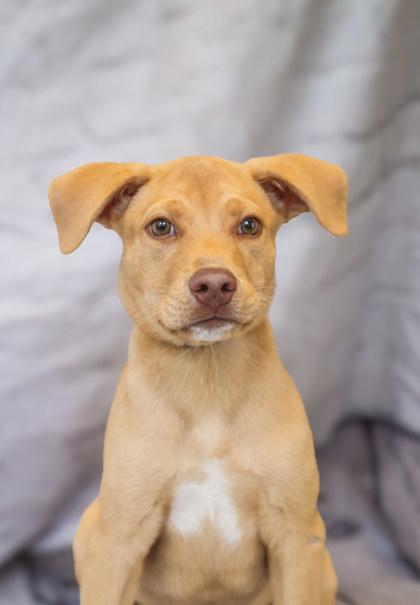 Enlarge Earl, a Adoptable mixed breed in Dothan, AL image 1/3