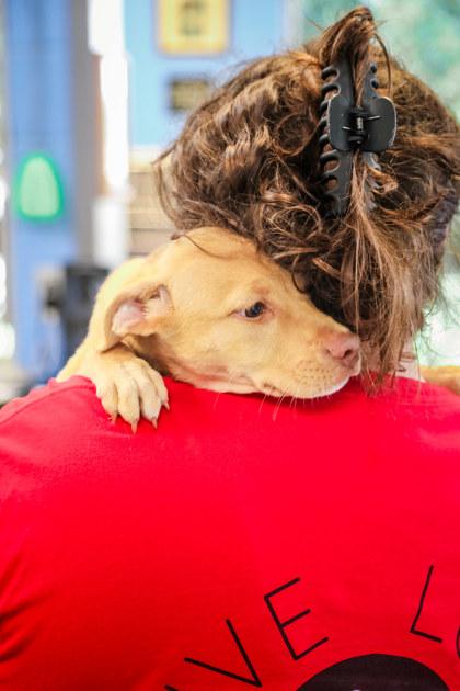 Earl, Adoptable, Young Male Labrador Retriever & Mixed Breed.