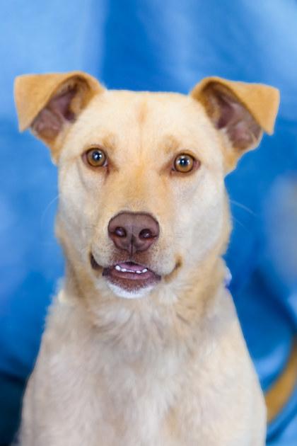 Enlarge Earl, a Adoptable mixed breed in Dothan, AL image 1/3