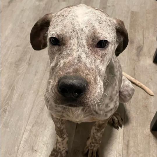 Bosch, ADOPTABLE, Puppy Male Bluetick Coonhound & Pointer.