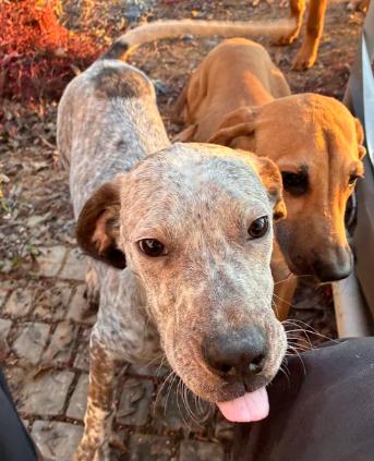 Enlarge Finn, a ADOPTABLE mixed breed in Davis, CA image 4/6