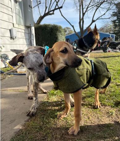 Enlarge Finn, a ADOPTABLE mixed breed in Davis, CA image 3/6
