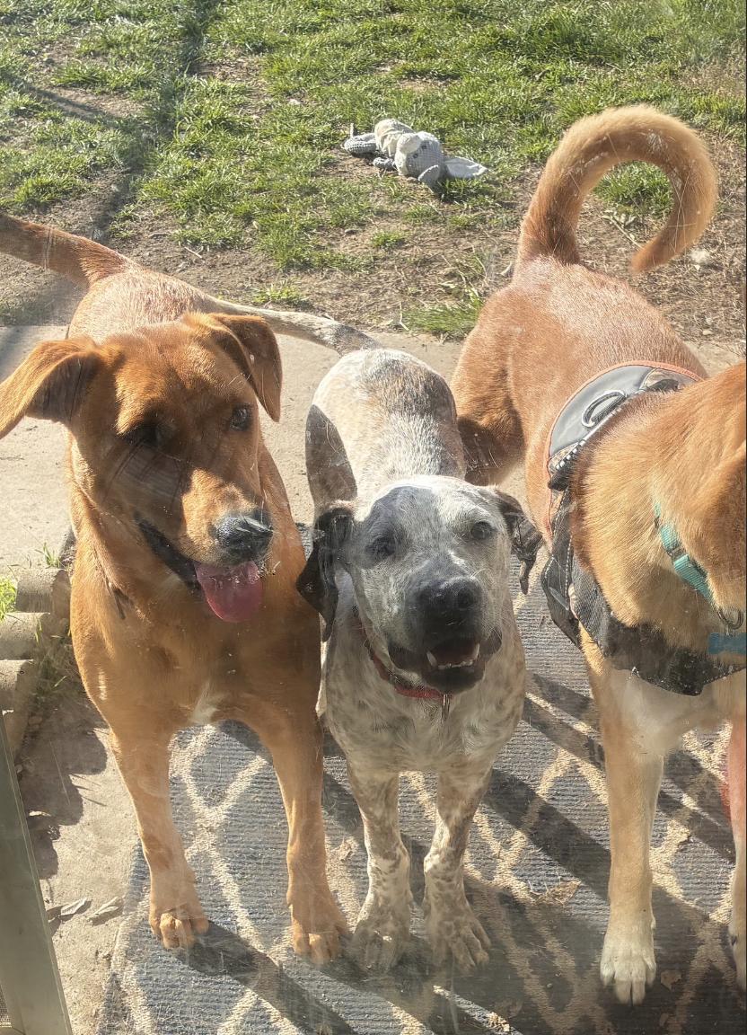 Finn, a other mixed breed in Davis, CA image 4/6