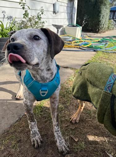 Finn, ADOPTABLE, Puppy Male Bluetick Coonhound & Pointer.