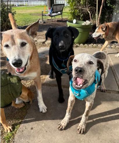 Enlarge Finn, a ADOPTABLE mixed breed in Davis, CA image 6/6