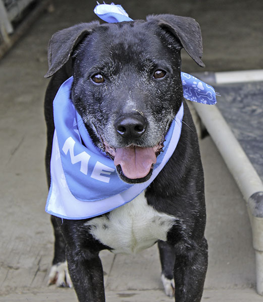 **Darby-NEW PICS!!!!**, a Adoptable mixed breed in Marion, AR image 1/6