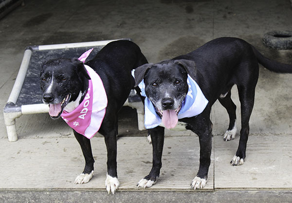 **Darby-NEW PICS!!!!**, a Adoptable mixed breed in Marion, AR image 2/6
