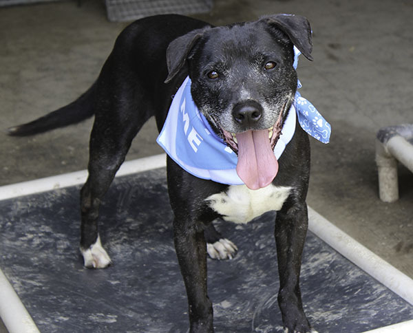 **Darby-NEW PICS!!!!**, a Adoptable mixed breed in Marion, AR image 3/6