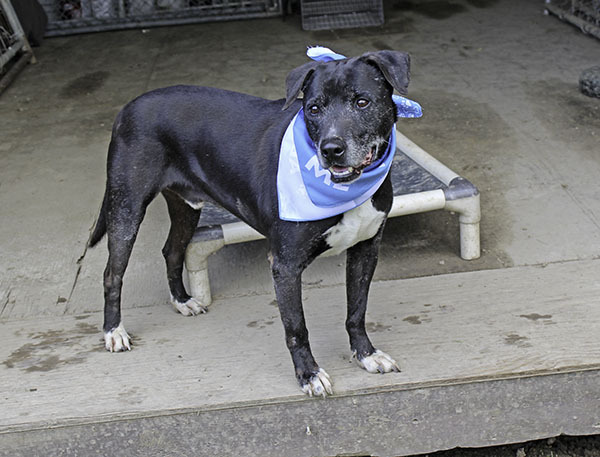 **Darby-NEW PICS!!!!**, a Adoptable mixed breed in Marion, AR image 5/6