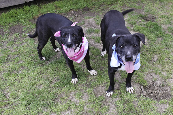 **Darby-NEW PICS!!!!**, a Adoptable mixed breed in Marion, AR image 6/6