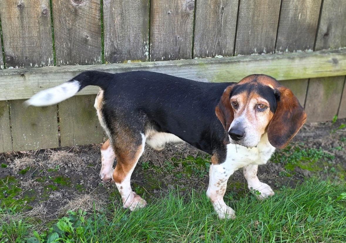 Jasper, Adoptable, Adult Male Beagle & Basset Hound.