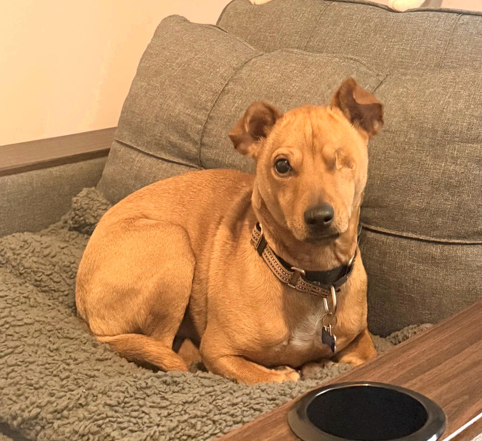 Rufus, a Adoptable mixed breed in Brooklyn, NY image 4/6