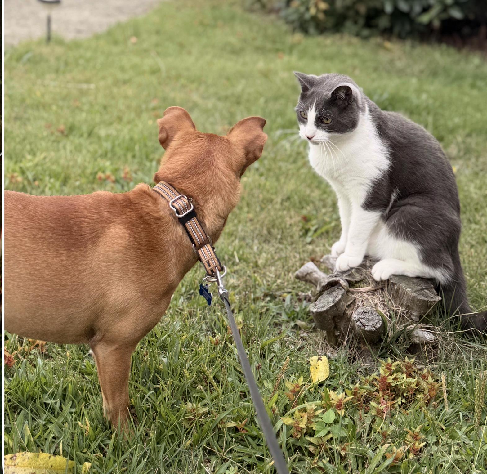Rufus, a Adoptable mixed breed in Brooklyn, NY image 3/6