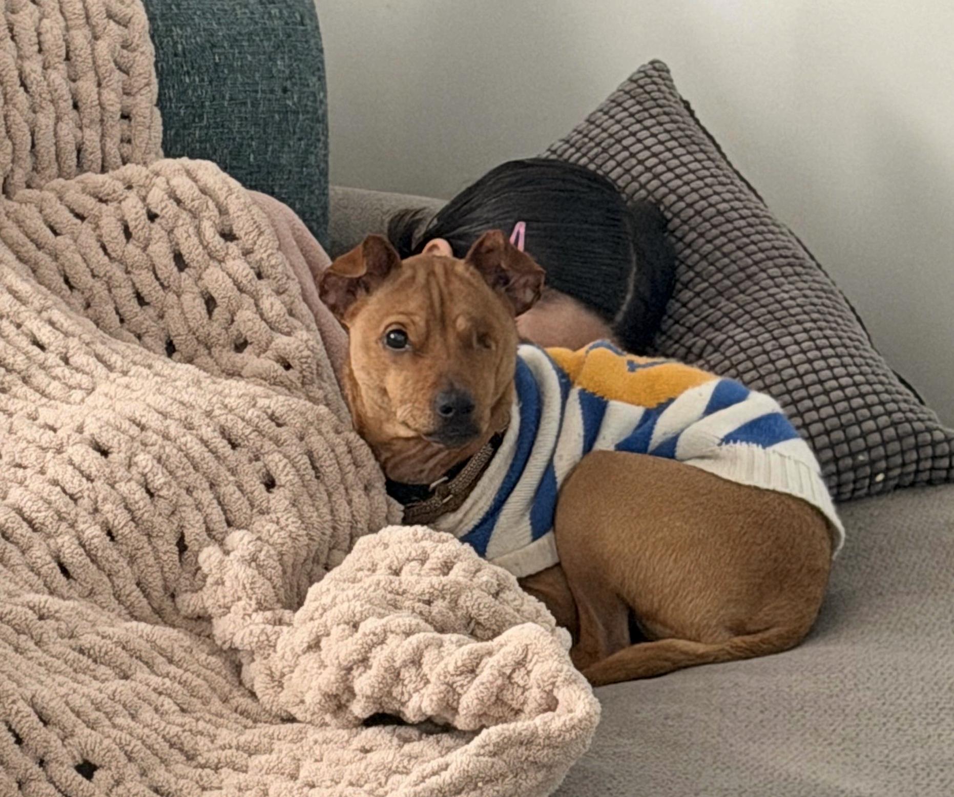 Rufus, a Adoptable mixed breed in Brooklyn, NY image 2/6