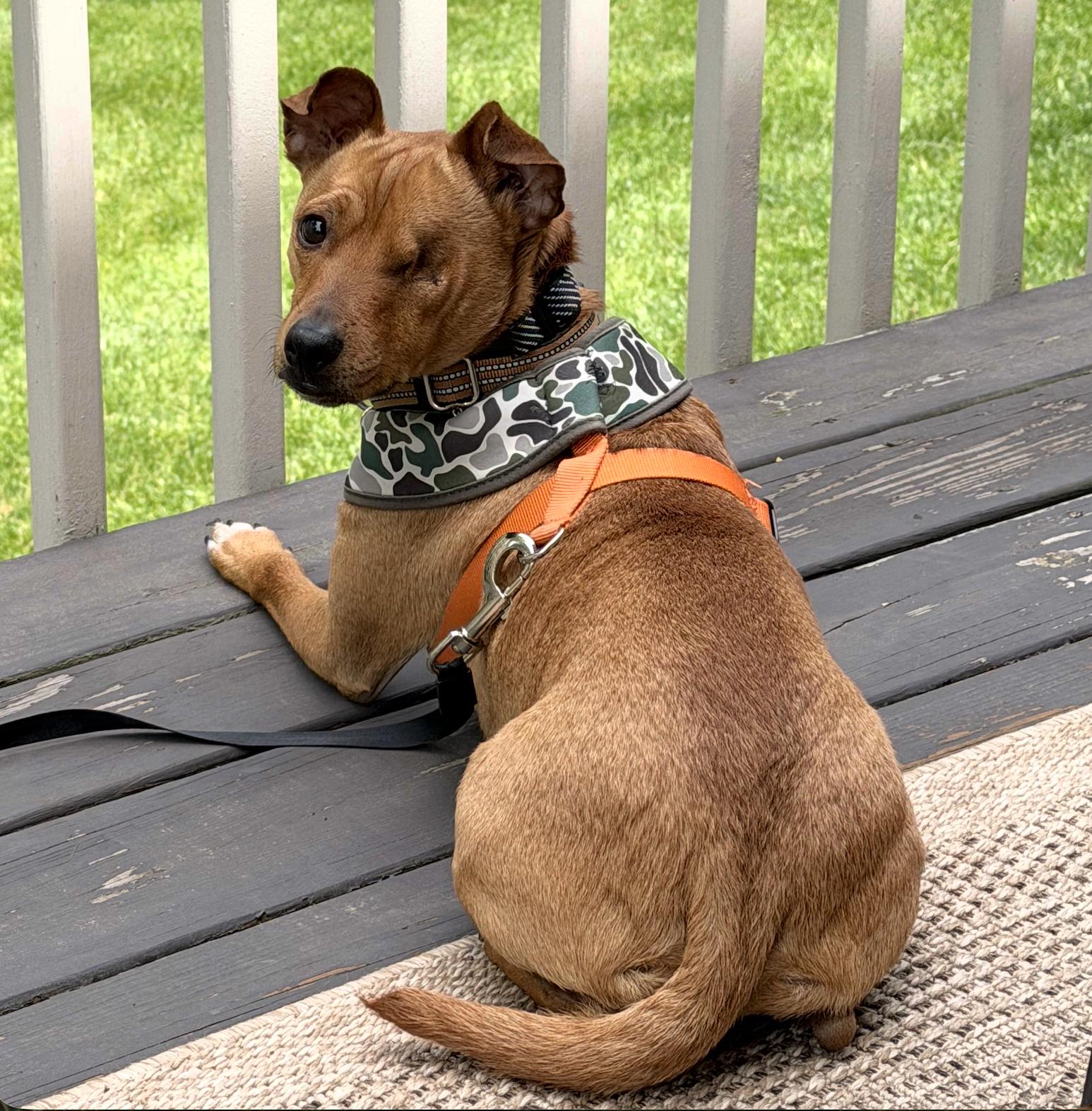 Rufus, a Adoptable mixed breed in Brooklyn, NY image 5/6