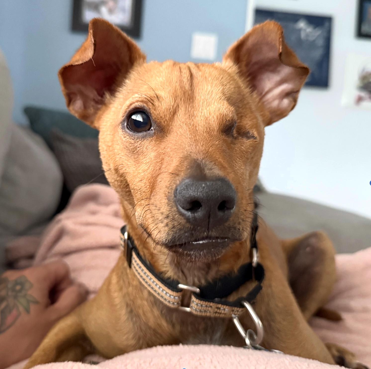 Rufus, Adoptable, Young Male Chiweenie.