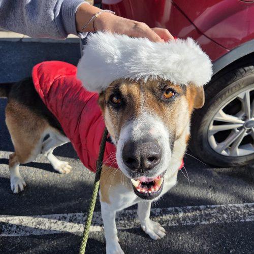 Myers, Adoptable, Young Male Hound & Shepherd.