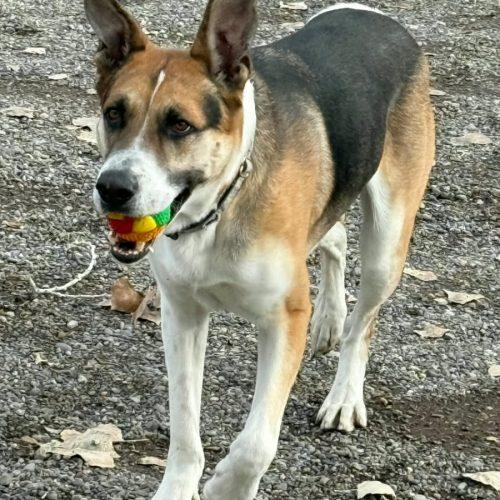 Enlarge Myers, a Adoptable mixed breed in Grand Junction, CO image 2/6