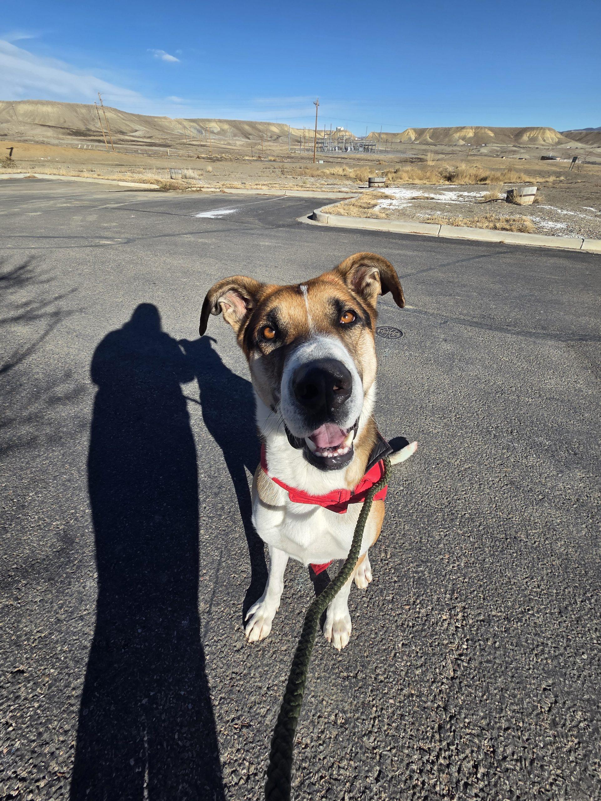 Enlarge Myers, a Adoptable mixed breed in Grand Junction, CO image 4/6