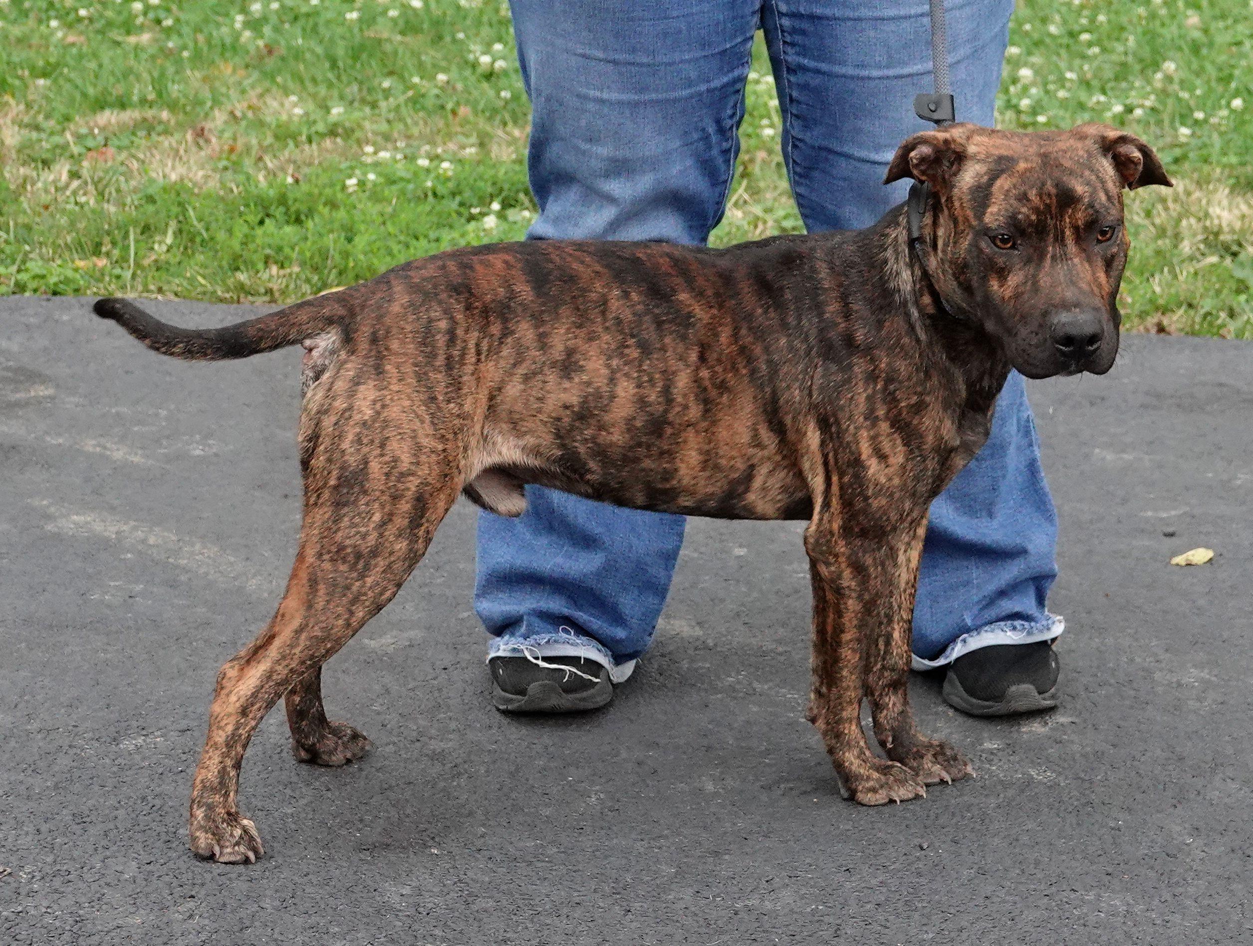 Enlarge Skelly, a Adopted mixed breed in Millfield, OH image 2/3