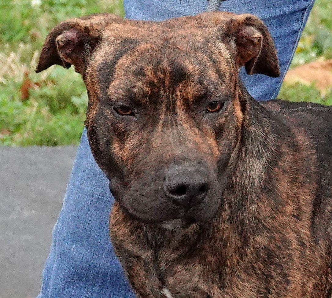 Skelly, Adopted, Young Male Terrier.
