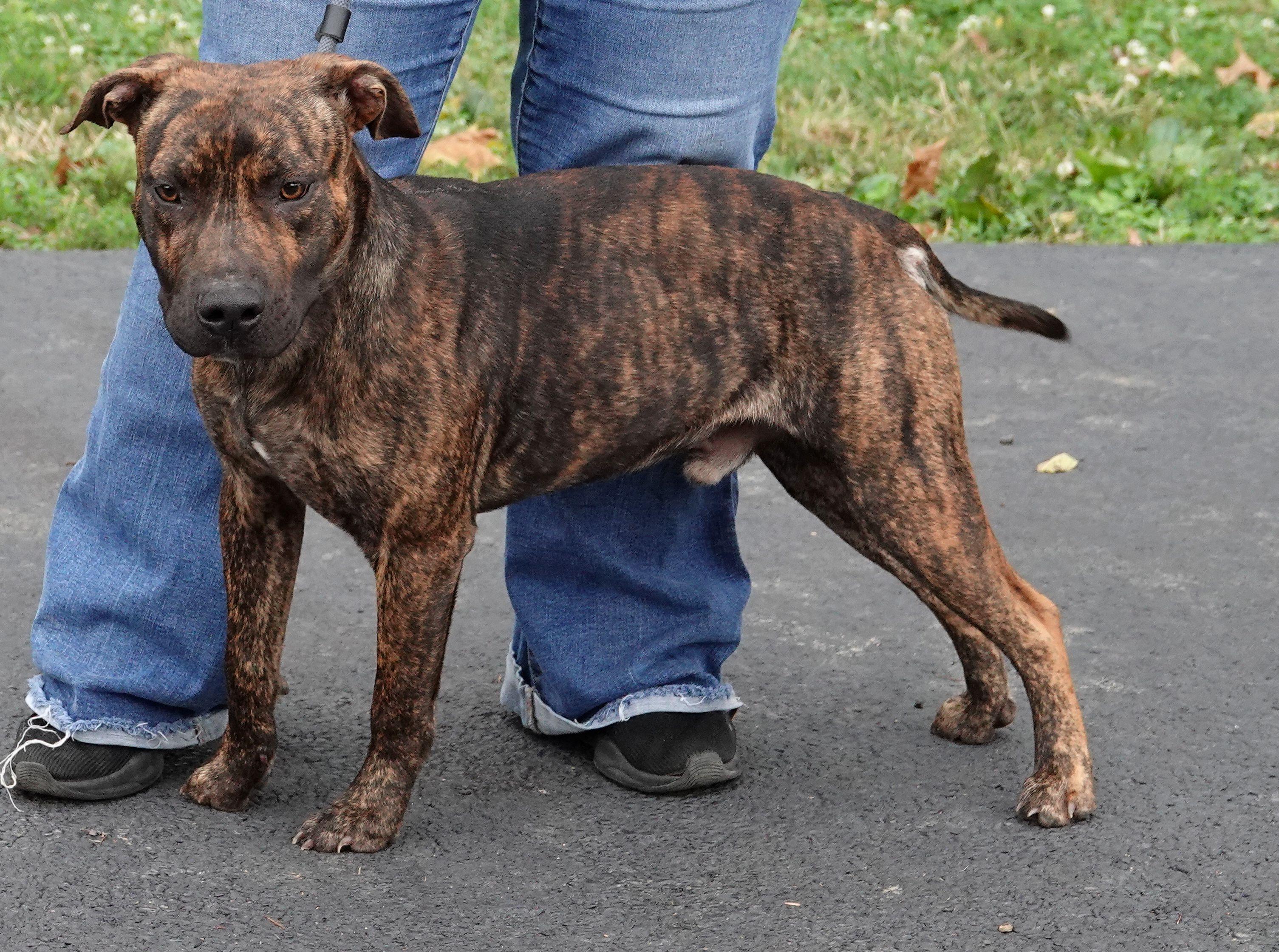 Enlarge Skelly, a Adopted mixed breed in Millfield, OH image 3/3