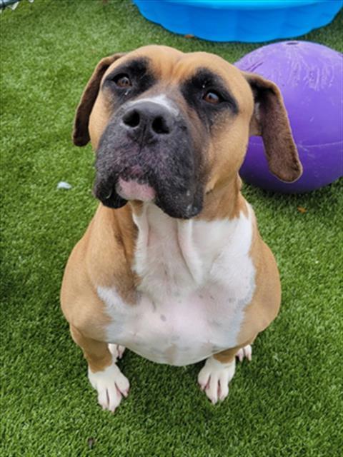BELL, Adoptable, Adult Female Boxer & Pit Bull Terrier.