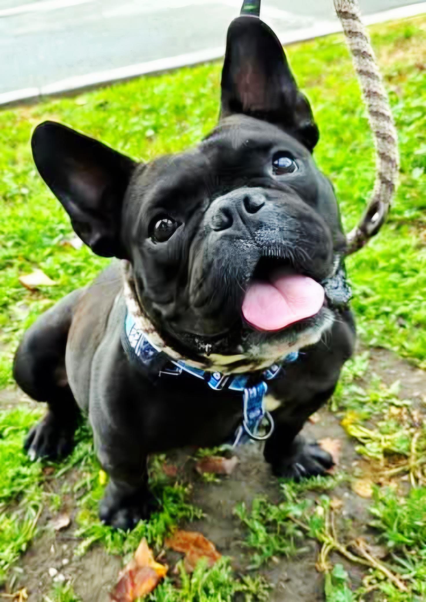 Grem Gremithy #GremlinDog, ADOPTABLE, Adult Male French Bulldog & American Bully.