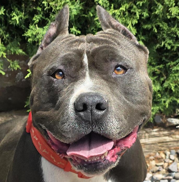 Kylo de Keeper - SWEET American Bully, adopted, Young Male American Bully.