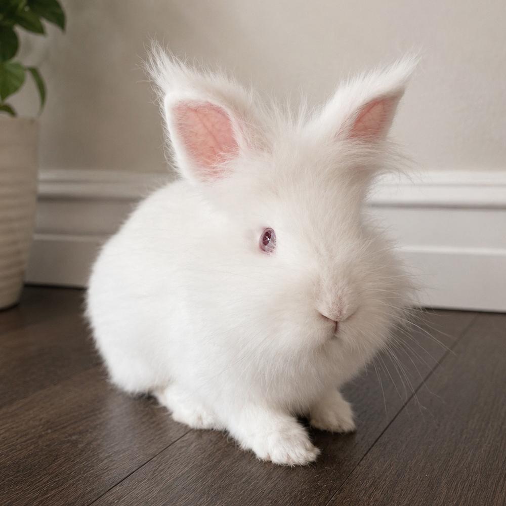 Enlarge Jupiter, a Adoptable Lionhead in Houston, TX image 4/4