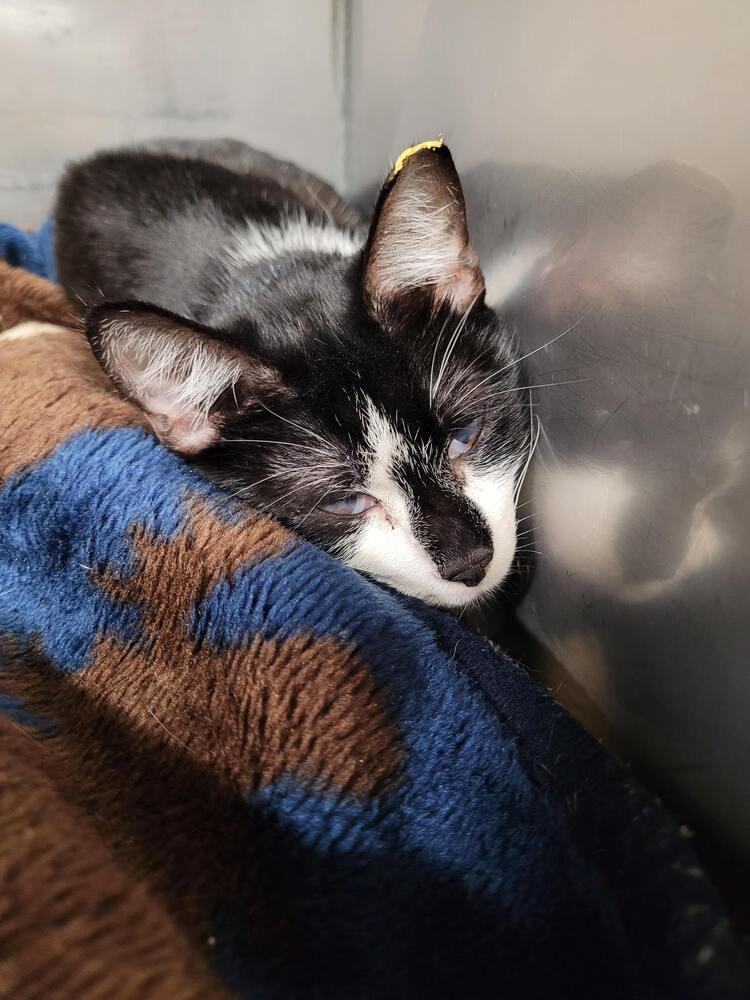 Harriet, Adoptable, Adult Female Domestic Short Hair.