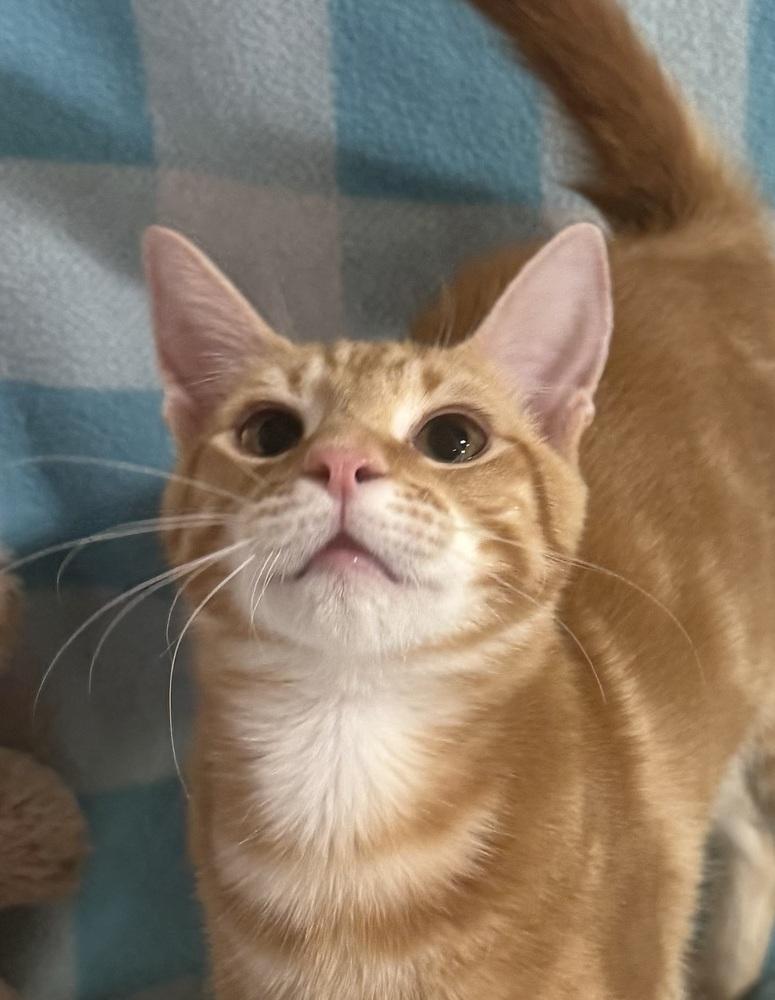 Enlarge Tumbleweed Tex, a Adoptable mixed breed in Jackson, GA image 1/6