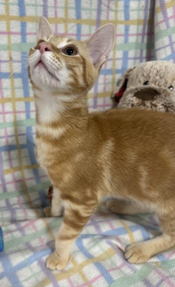 Enlarge Tumbleweed Tex, a Adoptable mixed breed in Jackson, GA image 2/6