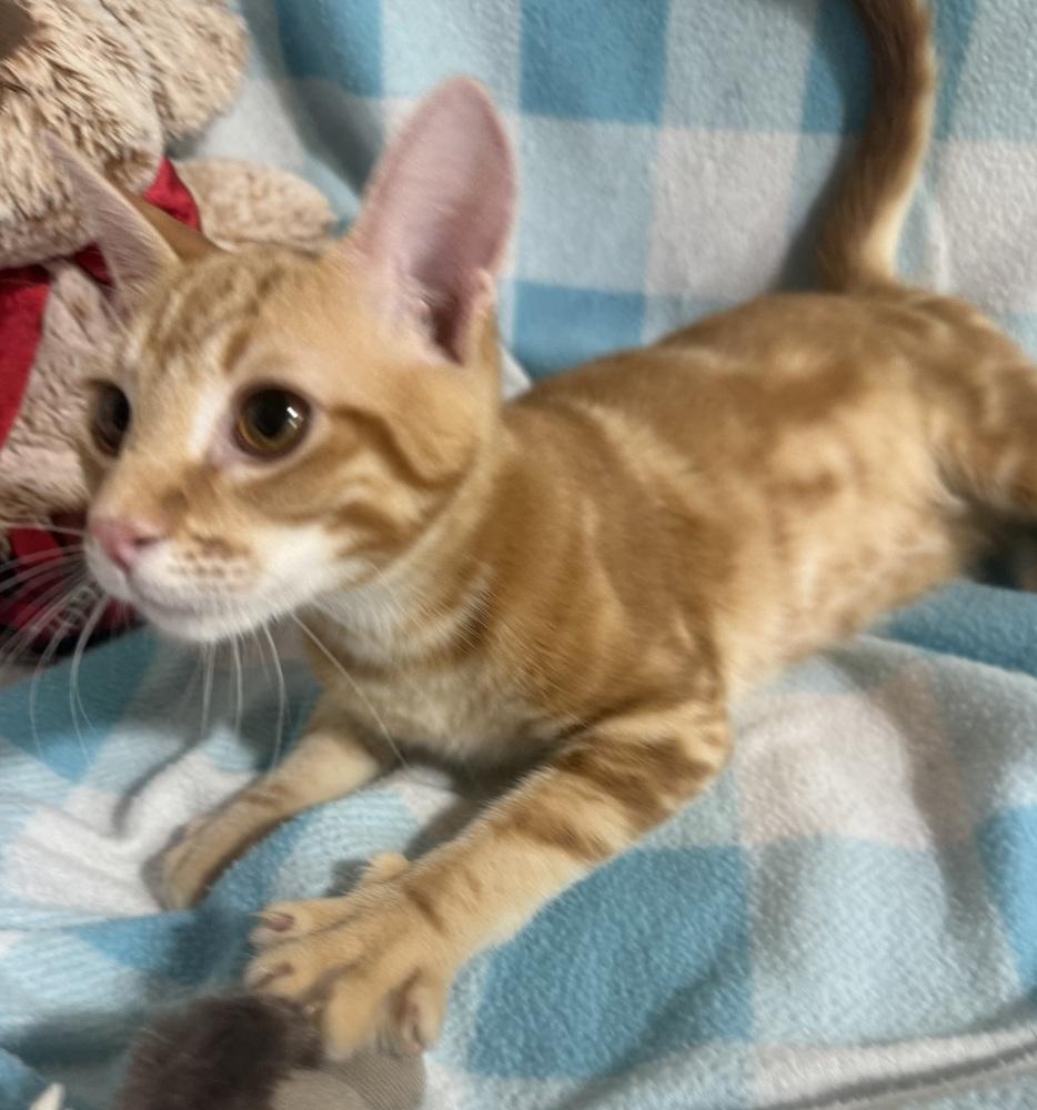 Enlarge Tumbleweed Tex, a Adoptable mixed breed in Jackson, GA image 3/6