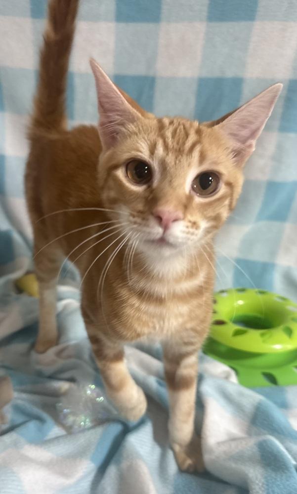 Enlarge Tumbleweed Tex, a Adoptable mixed breed in Jackson, GA image 4/6