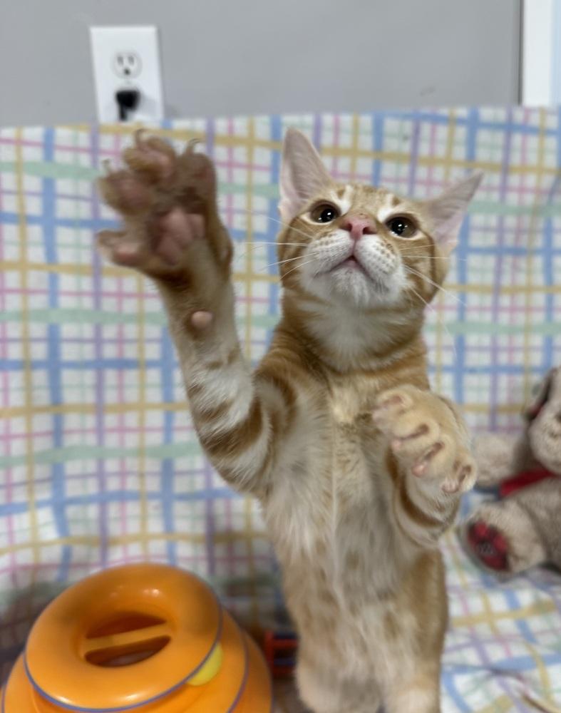 Enlarge Tumbleweed Tex, a Adoptable mixed breed in Jackson, GA image 6/6