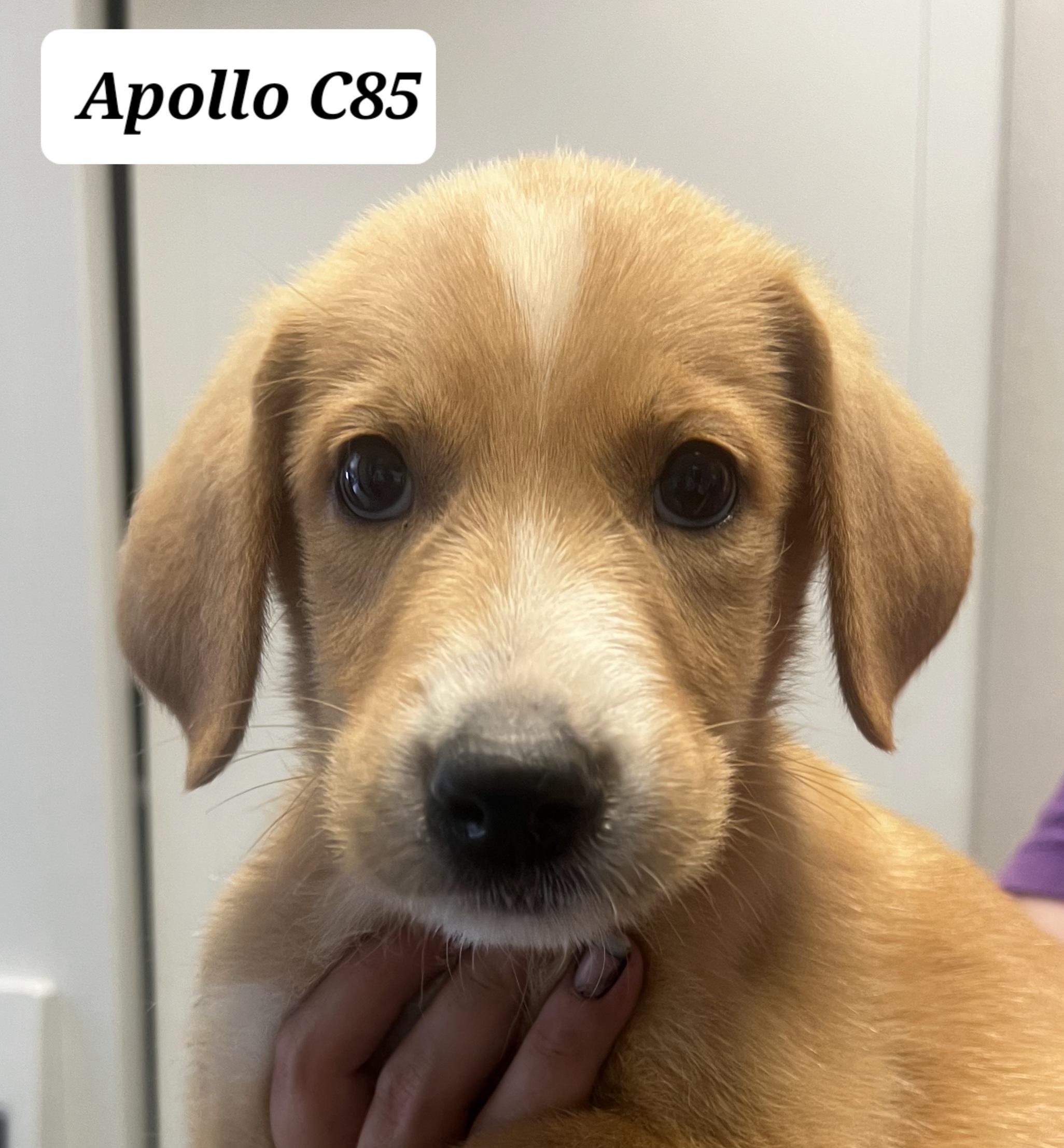 Apollo, ADOPTABLE, Puppy Male Poodle & Shepherd.