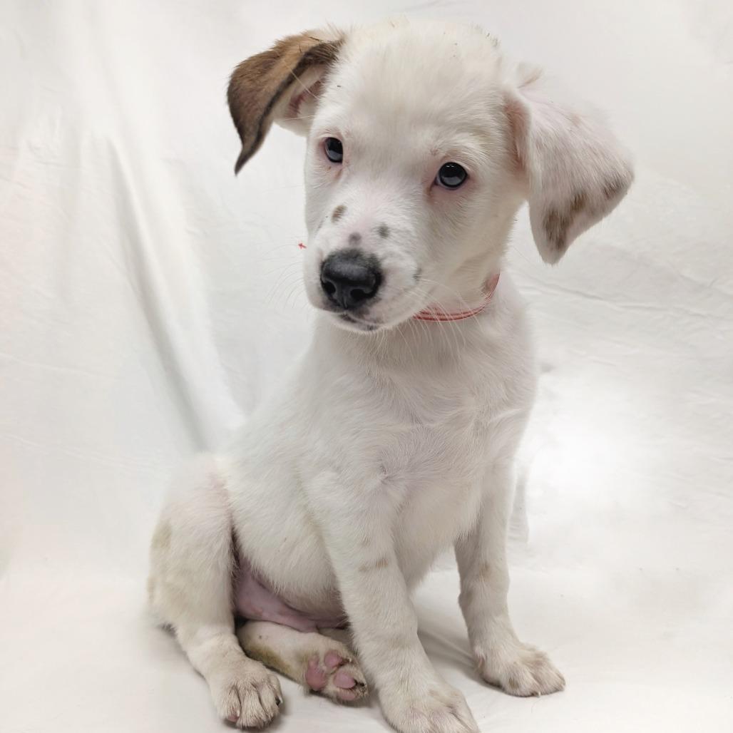 13 (2026), Adoptable, Puppy Male Cattle Dog.
