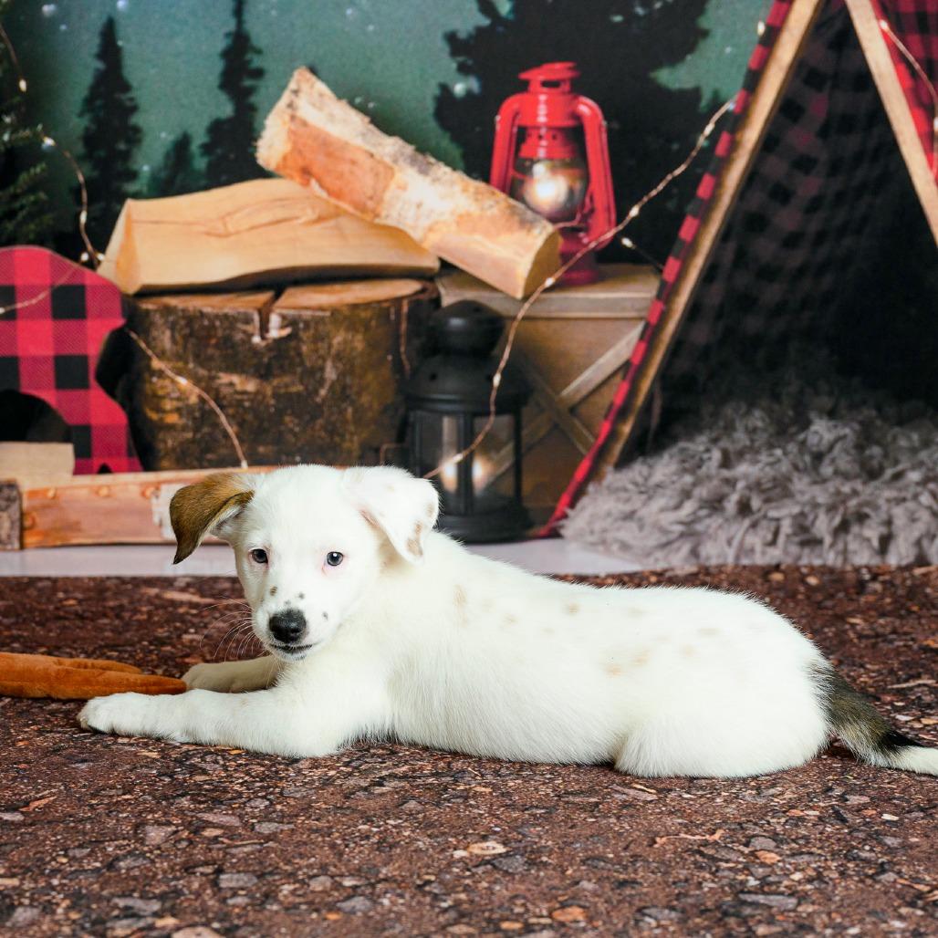 Enlarge 13 (2026) Scout, a Adoptable Cattle Dog in Parker, CO image 3/6