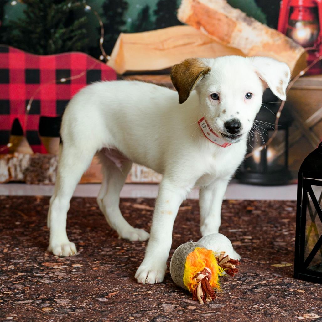 Enlarge 13 (2026) Scout, a Adoptable Cattle Dog in Parker, CO image 4/6