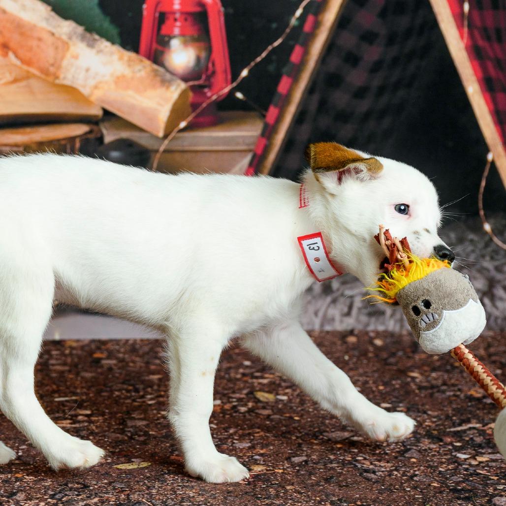 Enlarge 13 (2026) Scout, a Adoptable Cattle Dog in Parker, CO image 5/6