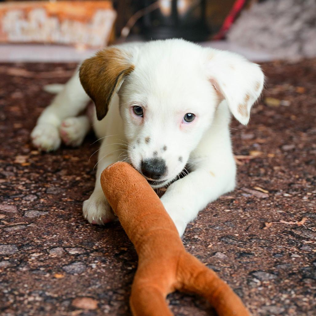 Enlarge 13 (2026) Scout, a Adoptable Cattle Dog in Parker, CO image 6/6