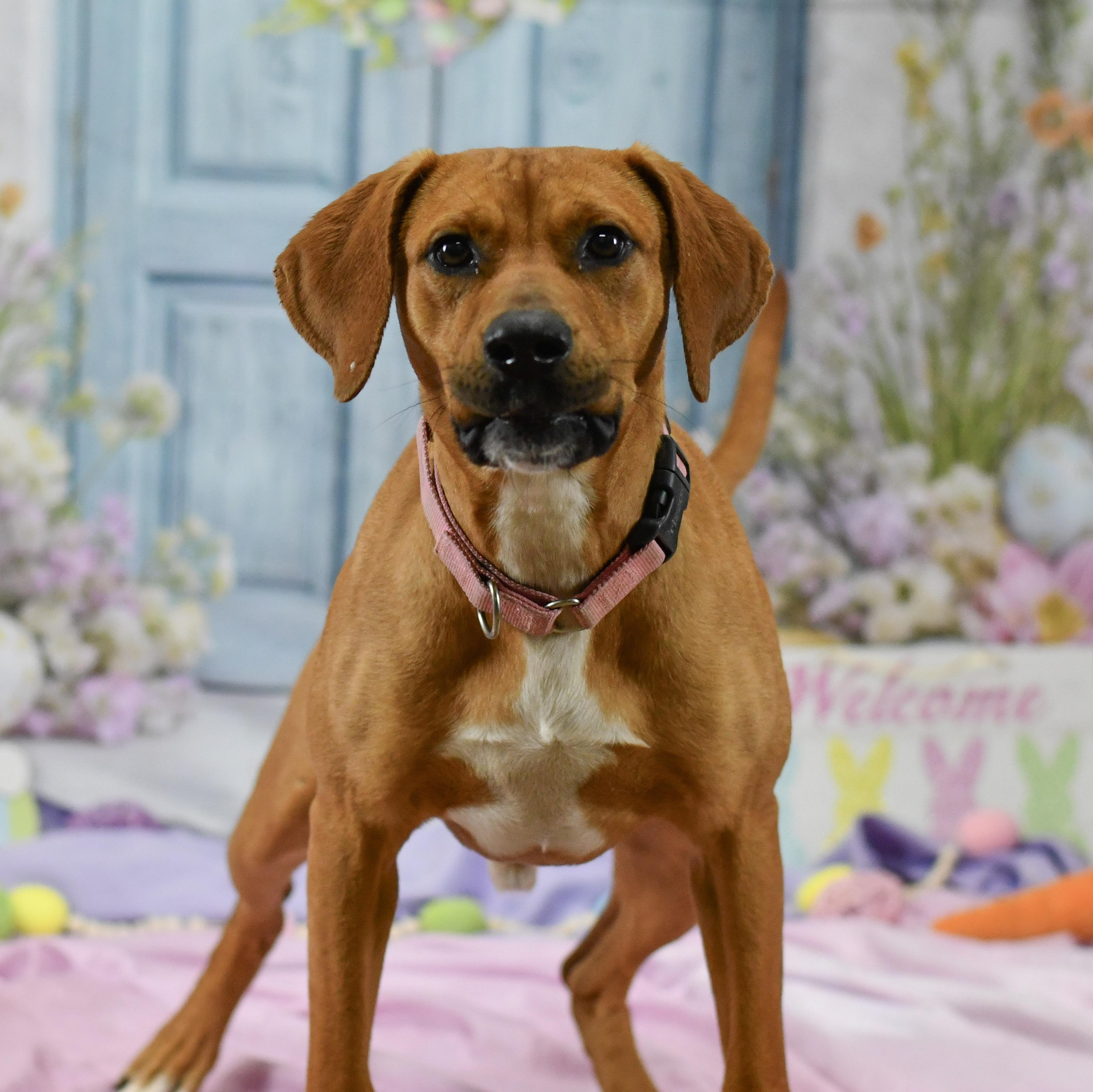 Scooby, ADOPTABLE, Adult Male Hound.