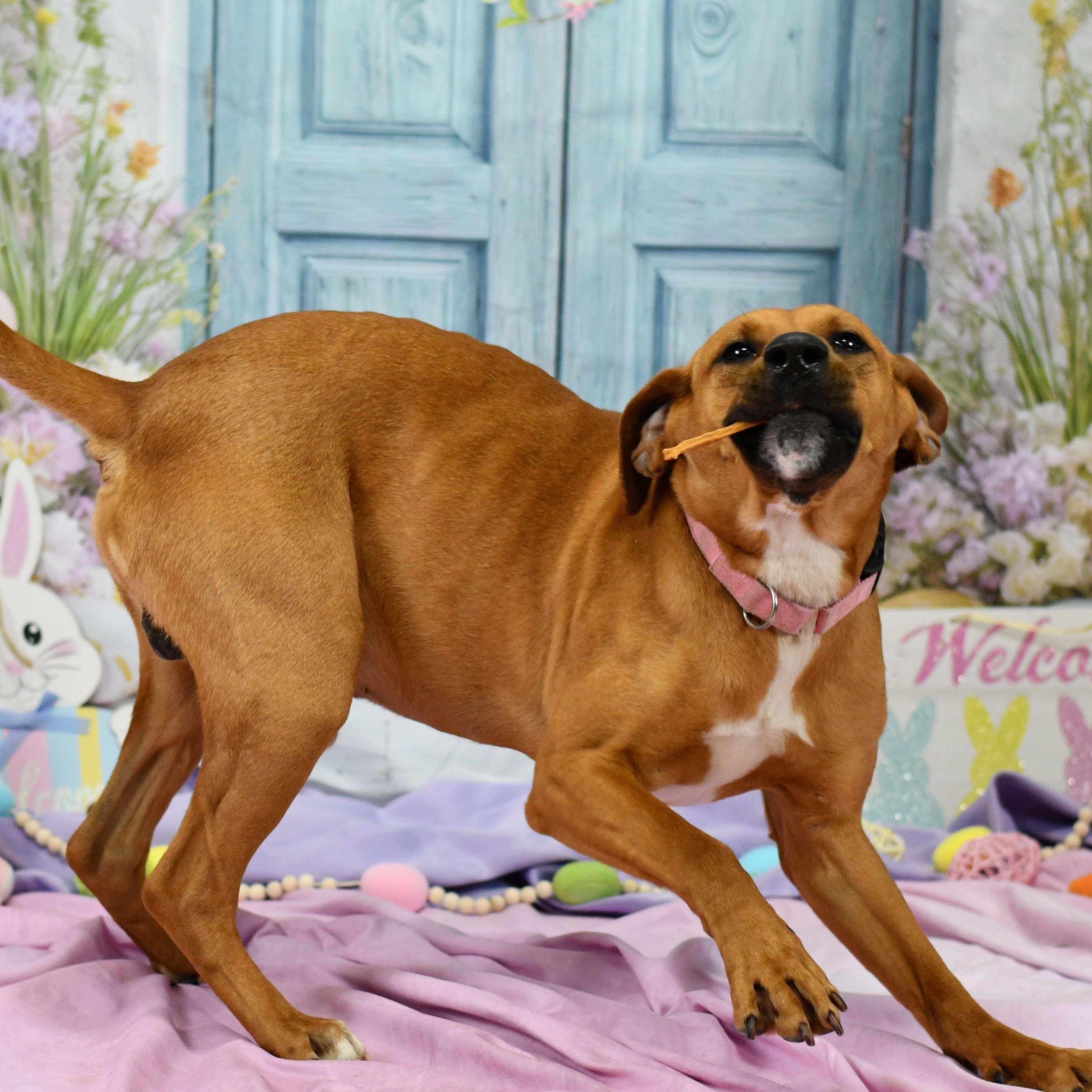 Scooby, a ADOPTABLE mixed breed in Defuniak Springs, FL image 2/2