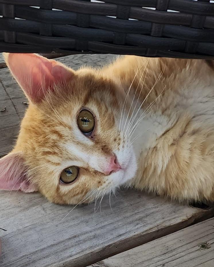 Sebastian, Adopted, Young Male Domestic Short Hair.