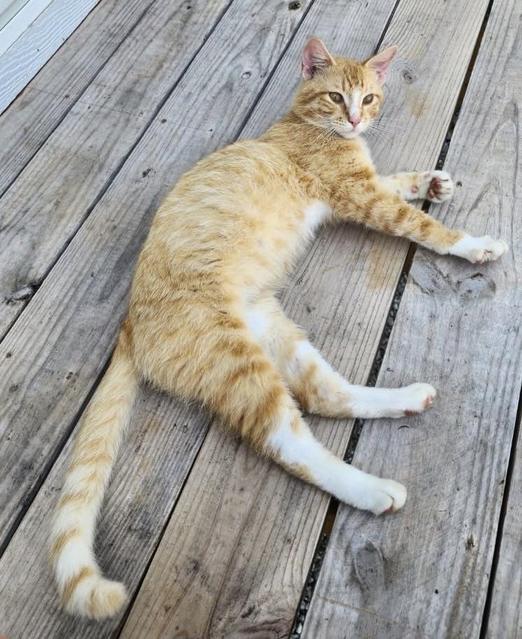 Enlarge Sebastian, a Adopted Domestic Short Hair in Fayetteville, AR image 2/2