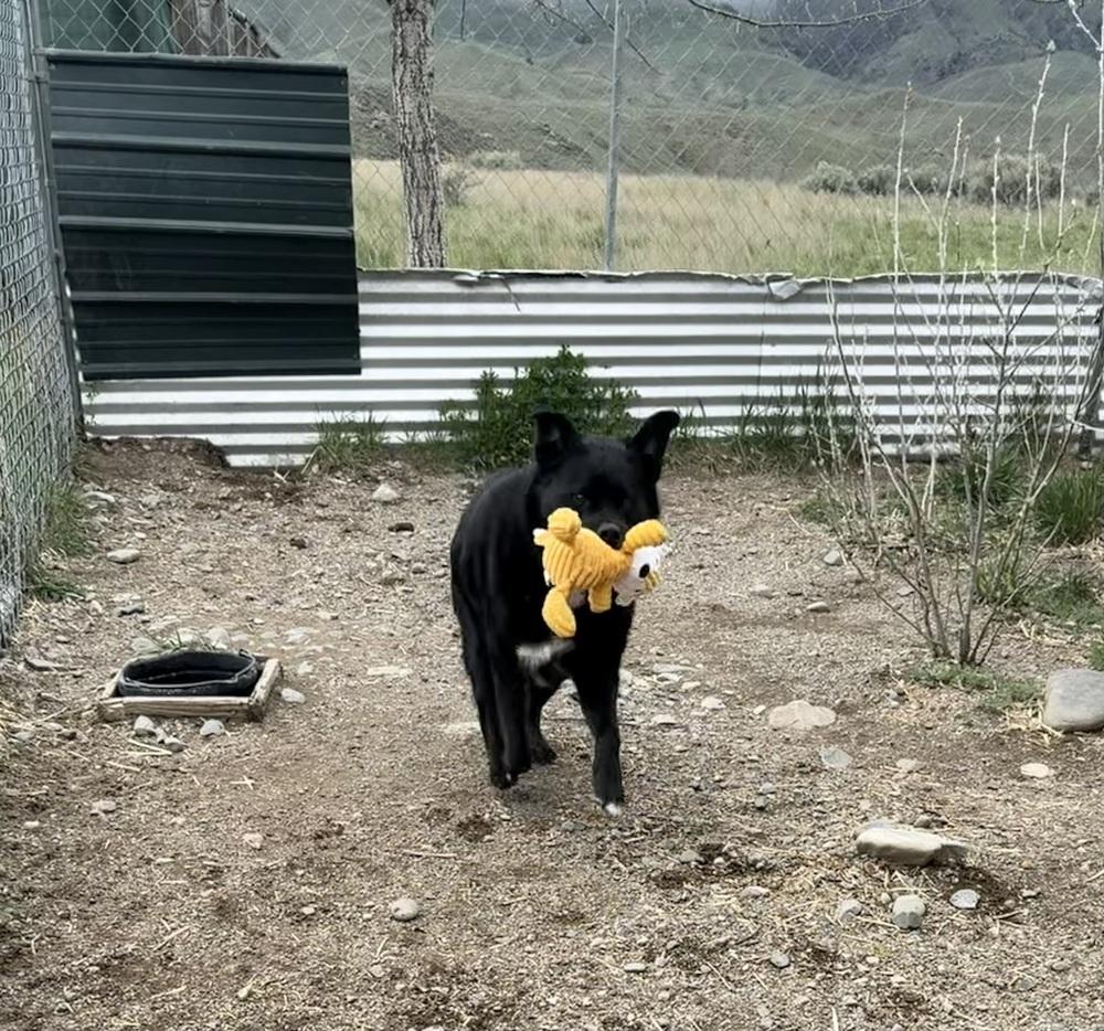 Bear, Adoptable, Adult Male Border Collie & Rottweiler.