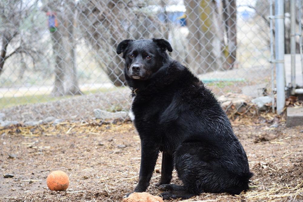 Bear, Adoptable, Adult Male Border Collie & Rottweiler.