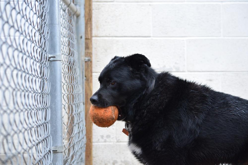 Enlarge Bear, a Adoptable mixed breed in Salmon, ID image 2/6